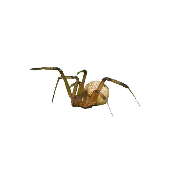 Brown Spider Identification Behavior | Fischer